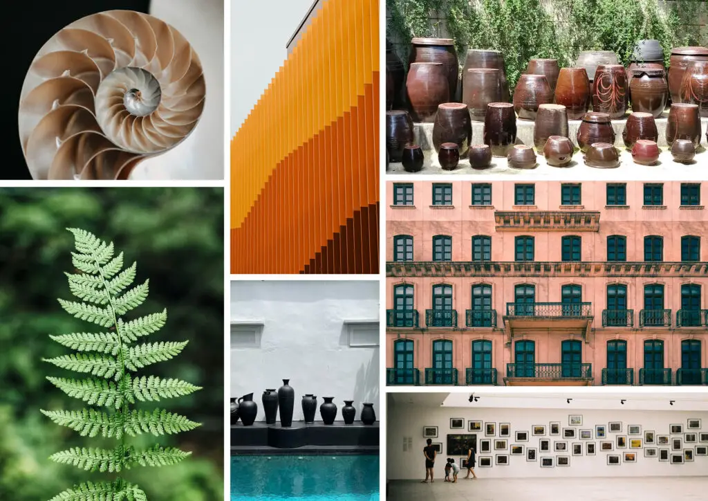 Left images: Shell and fern to show rhythm in nature. Other image: Rhythm in design