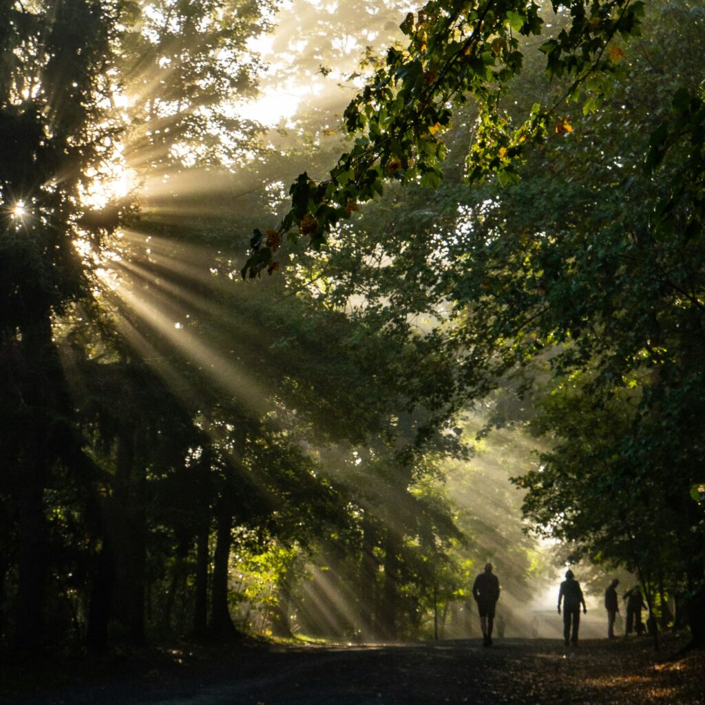 Light streaming into a forest path with people walking down it